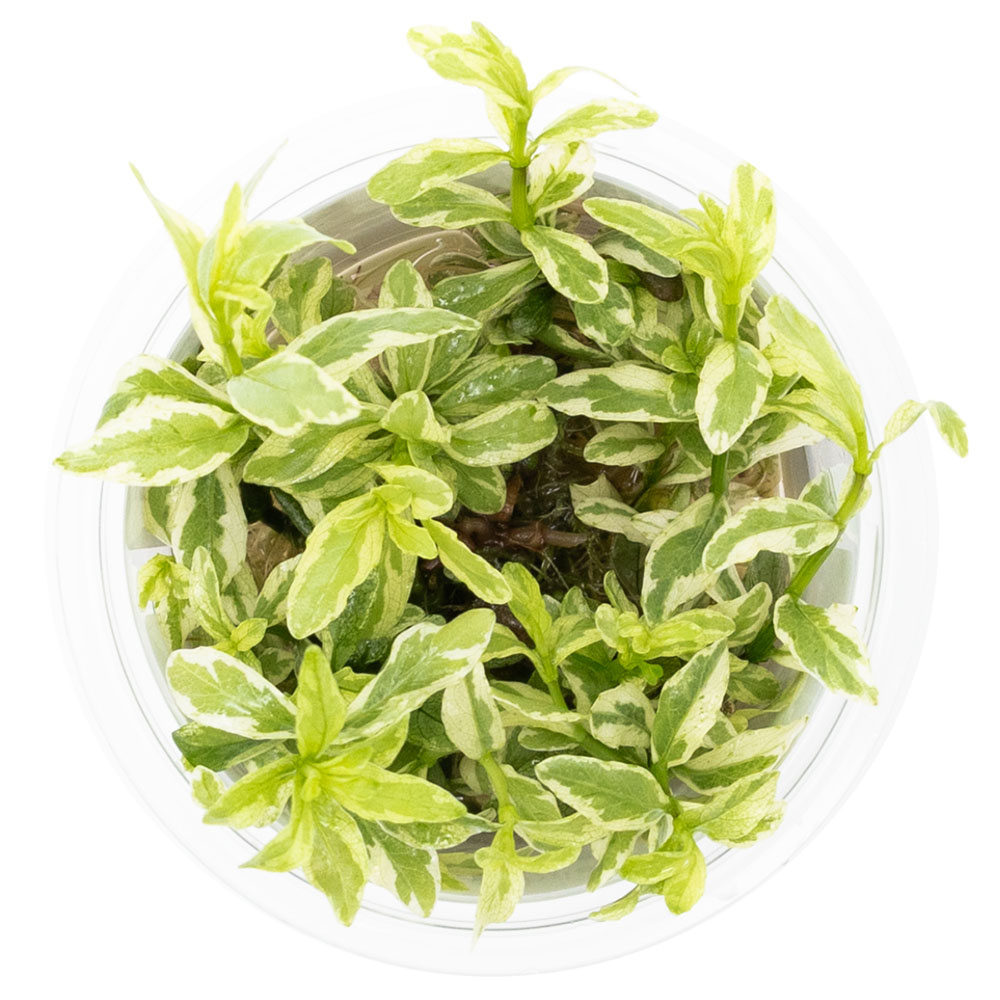 Hygrophila polysperma 'White' - 1-2-GROW!