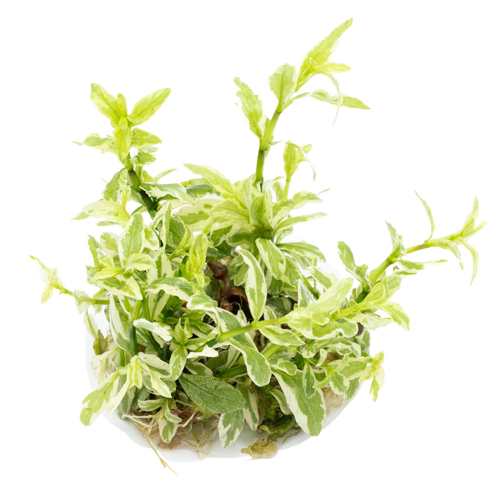 Hygrophila polysperma 'White' - 1-2-GROW!