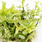 Hygrophila polysperma 'White' - 1-2-GROW!