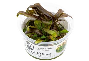 Lysimachia parvifolia ‘Red’ - 1-2-GROW!