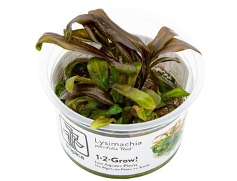 Lysimachia parvifolia ‘Red’ - 1-2-GROW!