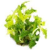 Hygrophila difformis - 1-2-GROW!