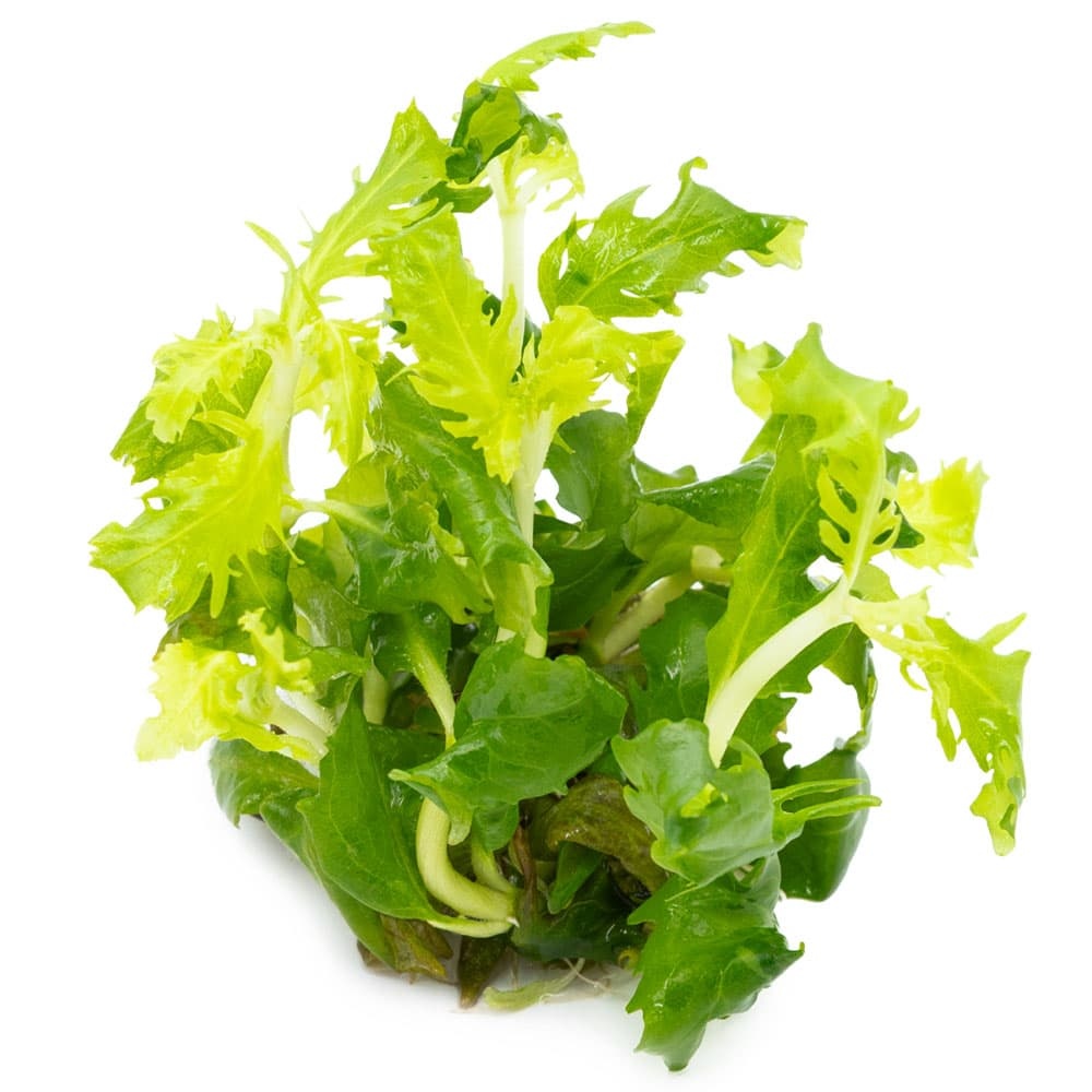 Hygrophila difformis - 1-2-GROW!