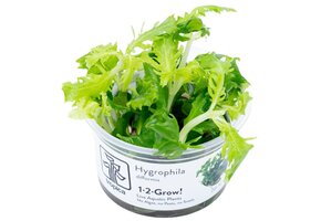 Hygrophila difformis - 1-2-GROW!