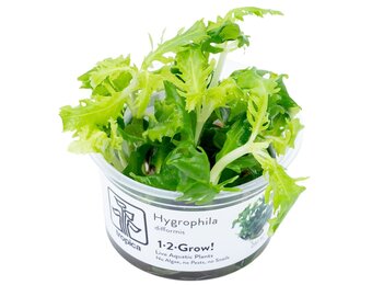 Hygrophila difformis - 1-2-GROW!