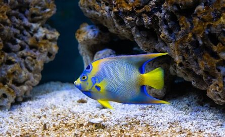 Beste voer voor tropische aquariumvissen