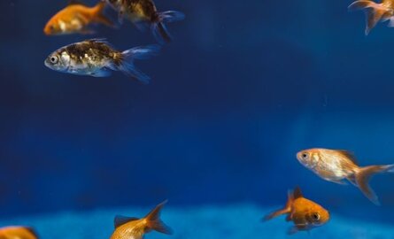 Beste voer voor kleine aquariumvissen