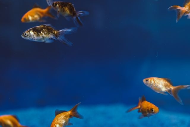 Beste voer voor kleine aquariumvissen