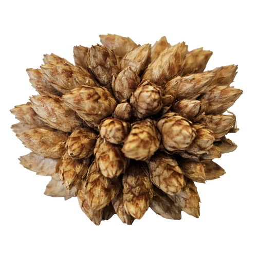 Hobby Desert Bloom (25 stuks)