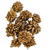 Hobby Desert Bloom (25 stuks)