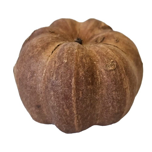 Hobby Curcurbita (25 stuks)