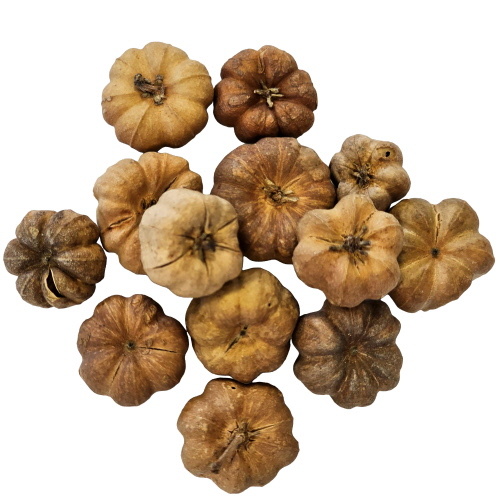 Hobby Curcurbita (25 stuks)