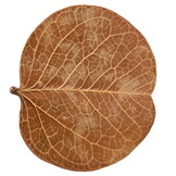 Hobby Orchid Tree Leaves (25 stuks)