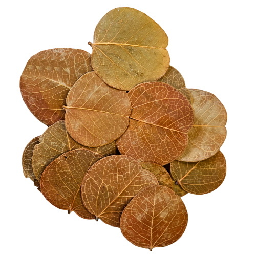 Hobby Orchid Tree Leaves (25 stuks)