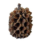 Hobby Casuarina Cones (25 stuks)