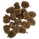 Hobby Casuarina Cones (25 stuks)