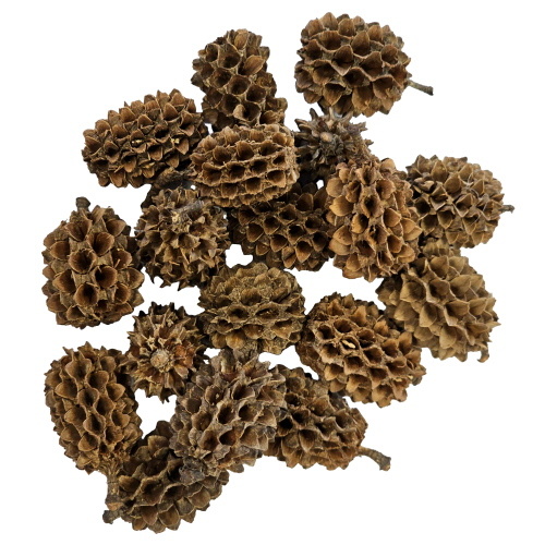 Hobby Casuarina Cones (25 stuks)