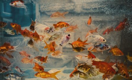 Beste voer voor grote aquariumvissen