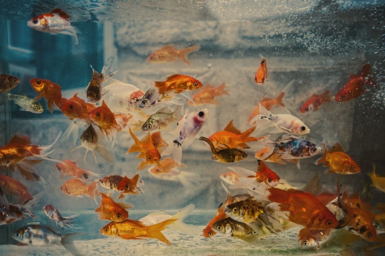 Beste voer voor grote aquariumvissen