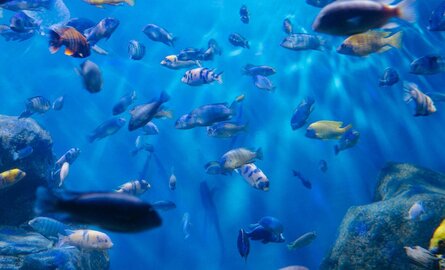 Beste voer voor gemengd aquarium