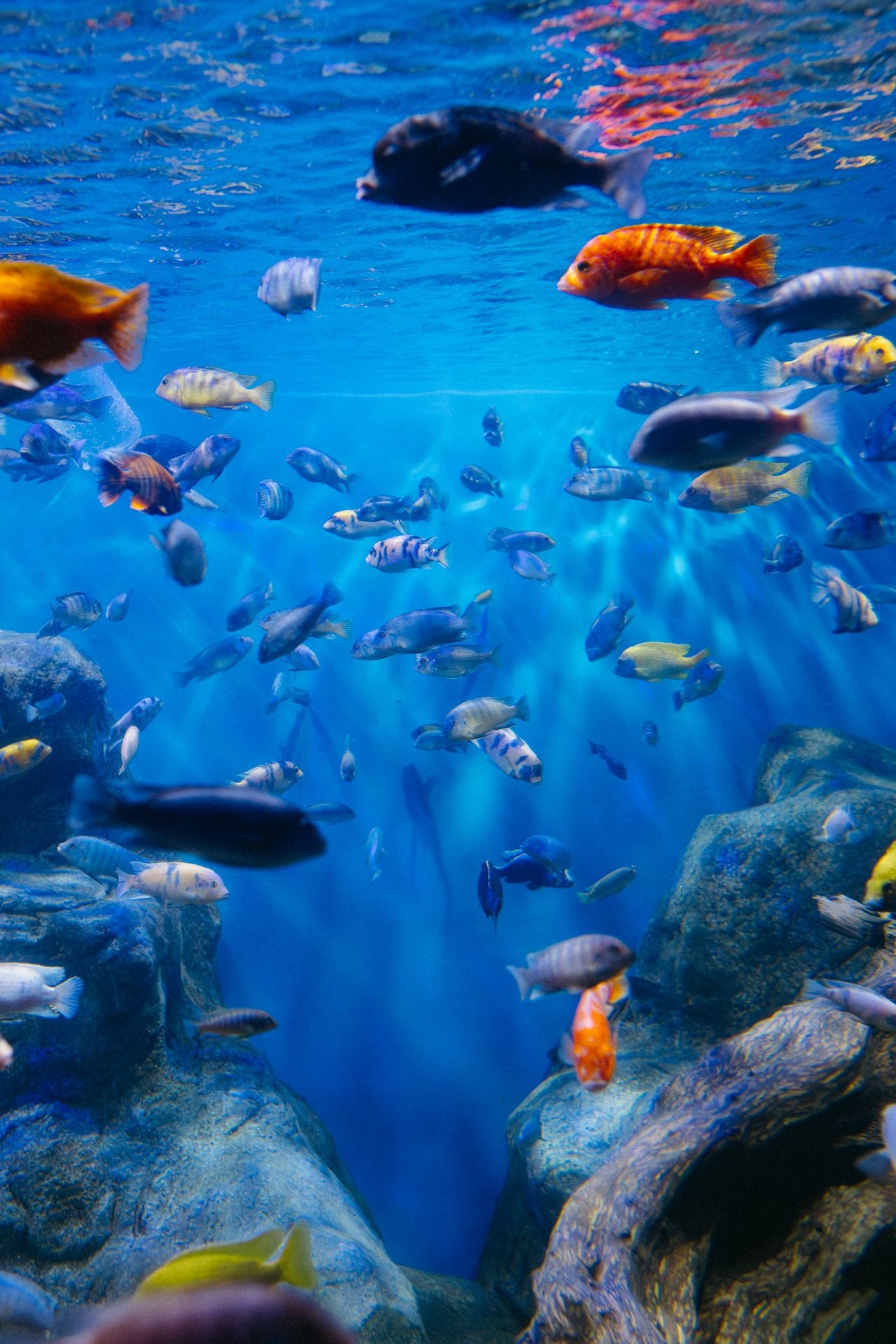 Beste voer voor gemengd aquarium