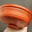 Roman bowl terra sigillata - Celtic Webmerchant