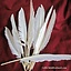 Goose feathers set of 10 - Celtic Webmerchant