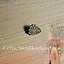 Accessorio per cintura vichingo Chernikov, zama argentata - Celtic Webmerchant