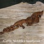 Wooden Viking dragon looking right - Celtic Webmerchant
