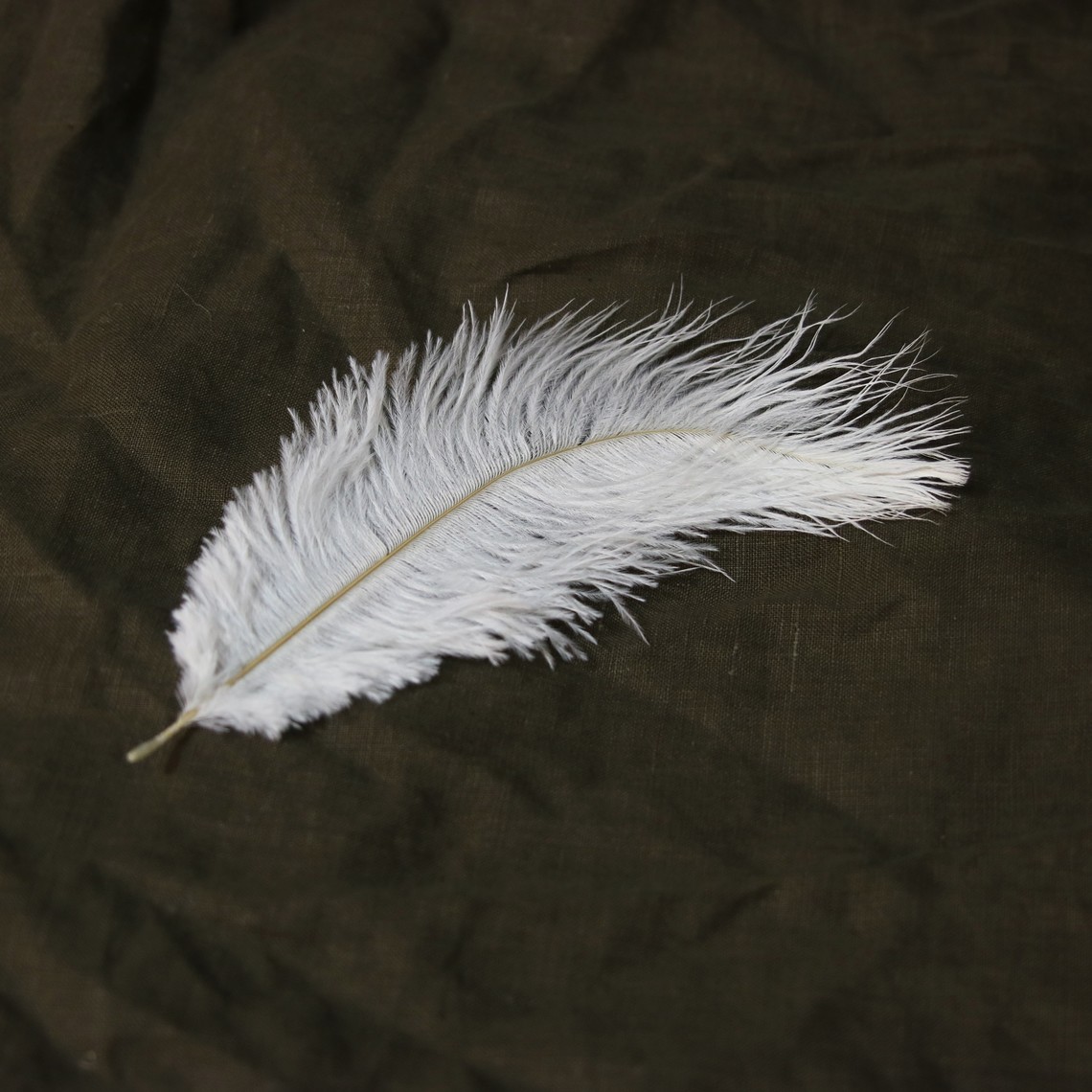 Plume Blanche 25 Cm Celticwebmerchant Com Plume Blanche 25 Cm Celticwebmerchant Com