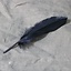 Goose feather black, 15-21 cm - Celtic Webmerchant