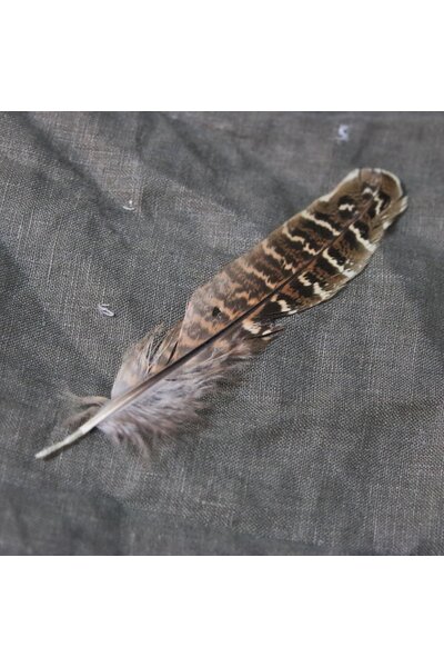 Pheasant feather, 10-18 cm - Celtic Webmerchant