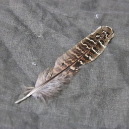 Pheasant feather, 10-18 cm - Celtic Webmerchant