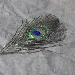 Peacock feather, 20 cm - Celtic Webmerchant