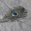 Peacock fjer, 20 cm - Celtic Webmerchant