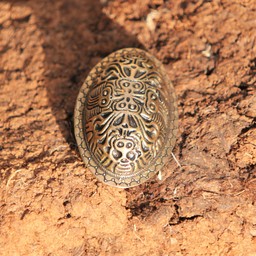 Viking Schildkröten-Brosche Finnland - Celtic Webmerchant