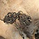 Cloak clasp Norway, bronze - Celtic Webmerchant
