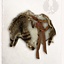 Fur Collar Raccoon Elmar - Celtic Webmerchant