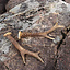 Set of 2 antlers - Celtic Webmerchant