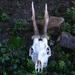 Skull di cervo con corna e mascelle - Celtic Webmerchant