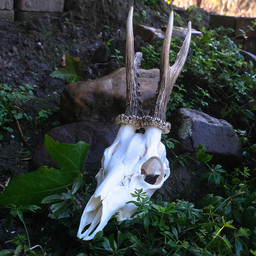 Skull di cervo con corna e mascelle - Celtic Webmerchant