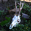 Deer skull with antlers and jaws - Celtic Webmerchant