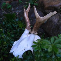 Crâne de cerf avec des bois, petit - Celtic Webmerchant