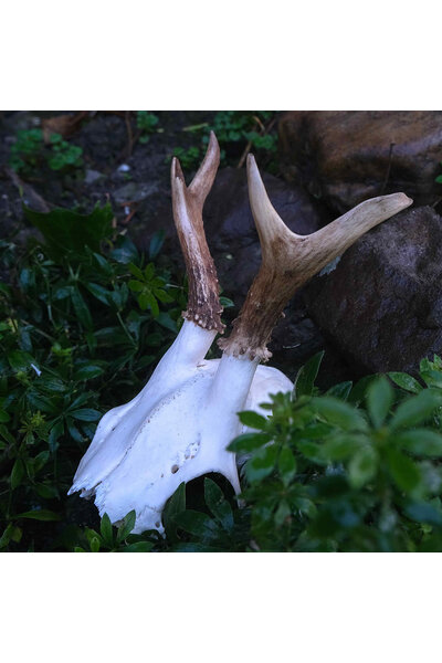 Deer skull with antlers, small - Celtic Webmerchant