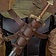 Rawblade Vaina trasera Astrid - Marrón - Celtic Webmerchant