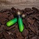 Rawblade Alchemical Vial - Green - Celtic Webmerchant