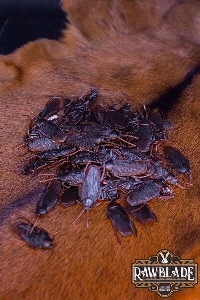 Magiska komponenter - Kackerlackor - Celtic Webmerchant