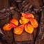 Braise - Rouge - Celtic Webmerchant