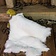 Rawblade Piel de conejo - Blanco - Celtic Webmerchant