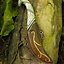 Hållare för LARP elven kasta kniv inkl. kniv - Celtic Webmerchant